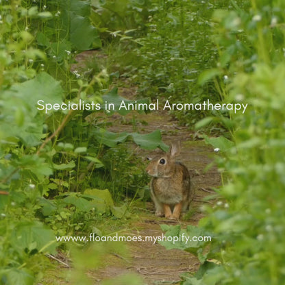 Twitchz & Totterz ( Unscented Nose & Paw Balm for Small Furries) 20ml jar