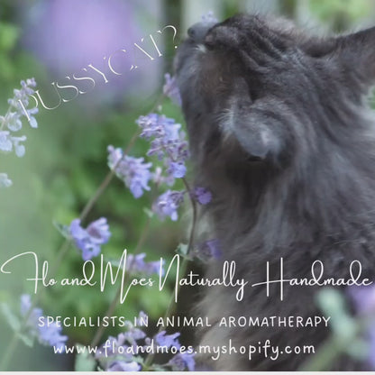 Purrz & Pawz (unscented Natural Nose , Ear & Paw Balm for Cats) 50ml jar